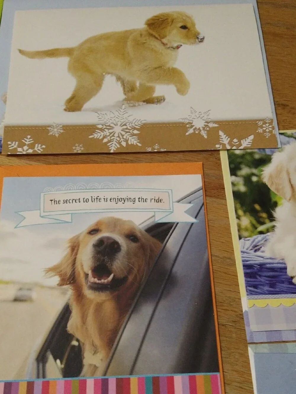 Animal Greeting Cards Assortment - Cats Dogs Birds Other